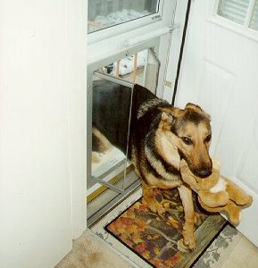 dog door