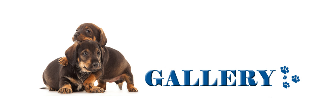 PlexiDor Galéria