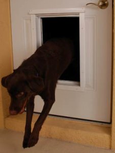 kutyaajtó bejárati ajtóba
